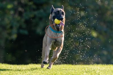 Dog trainer Agata Brzek's dog Arco loves training and playing