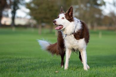 Dog trainer Agata Brzek's dog Chester ready for training